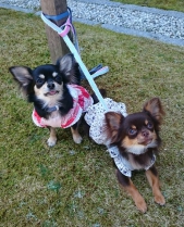 今日の“うちのコ☆”