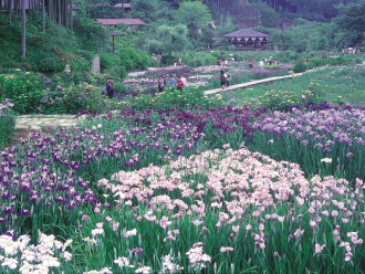 花しょうぶ園
