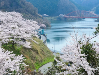 青蓮寺ダム 桜