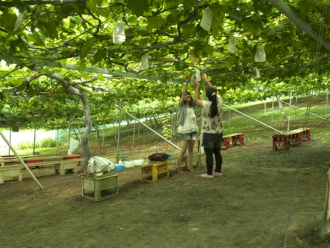青蓮寺湖観光村　ぶどう狩り
